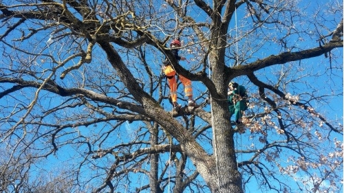 CORSO LAVORI TREE CLIMBING